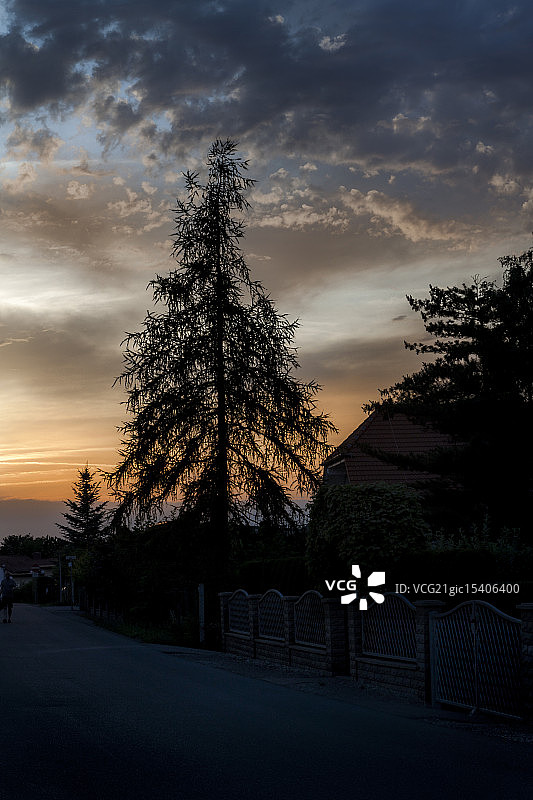 傍晚郊区街道上的落叶松图片素材