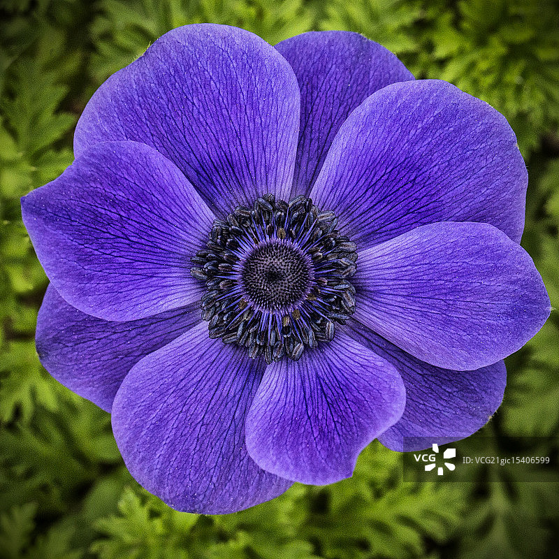 紫蓝色银莲花图片素材