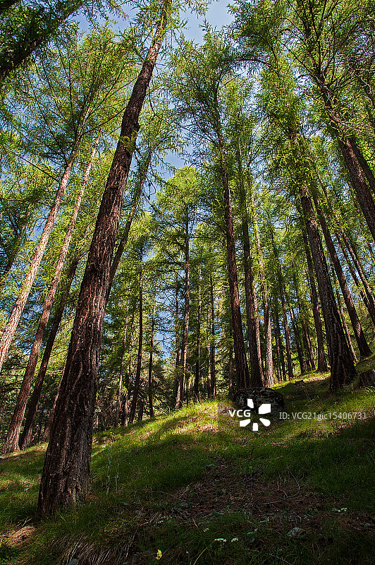 落叶松森林图片素材