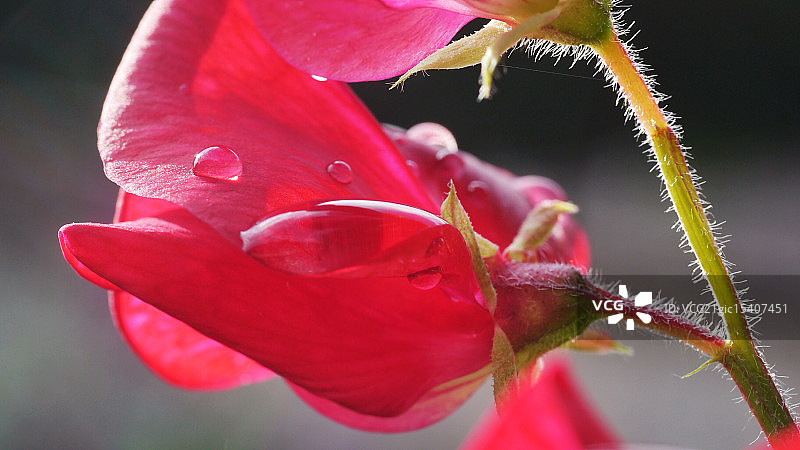 汗湿豌豆图片素材
