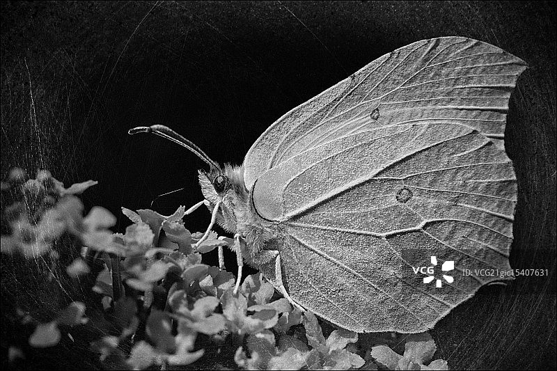 白色的蝴蝶图片素材