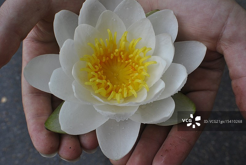 菩萨与百合花图片素材