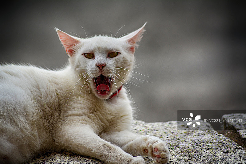 愤怒的猫图片素材