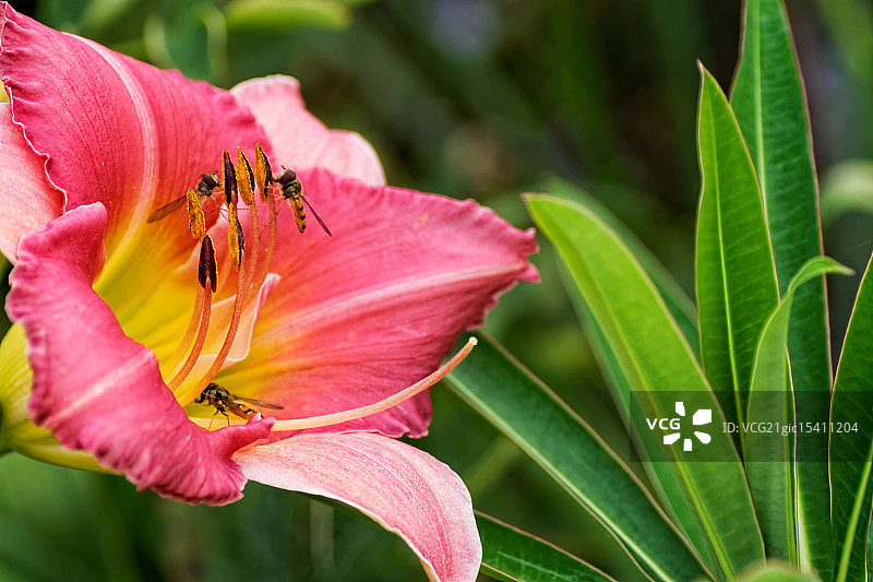 花蕊的冲击图片素材