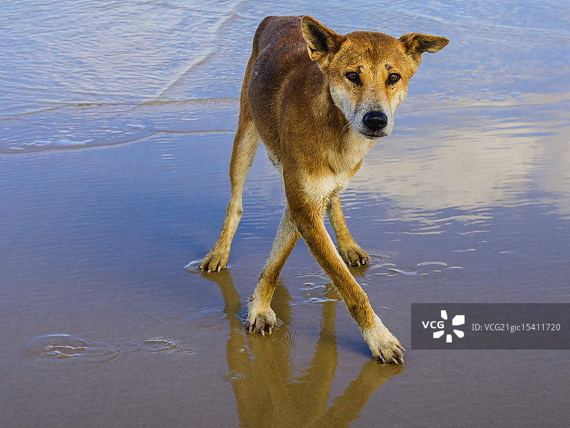 弗雷泽岛野生澳洲野犬图片素材