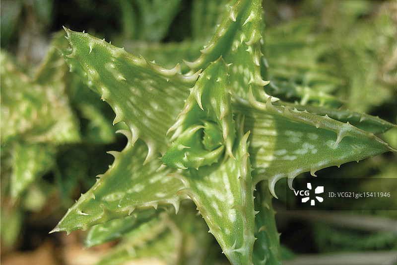 小植物图片素材