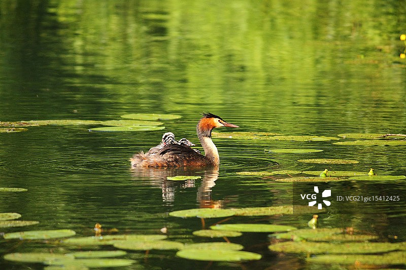 大冠水鸟图片素材