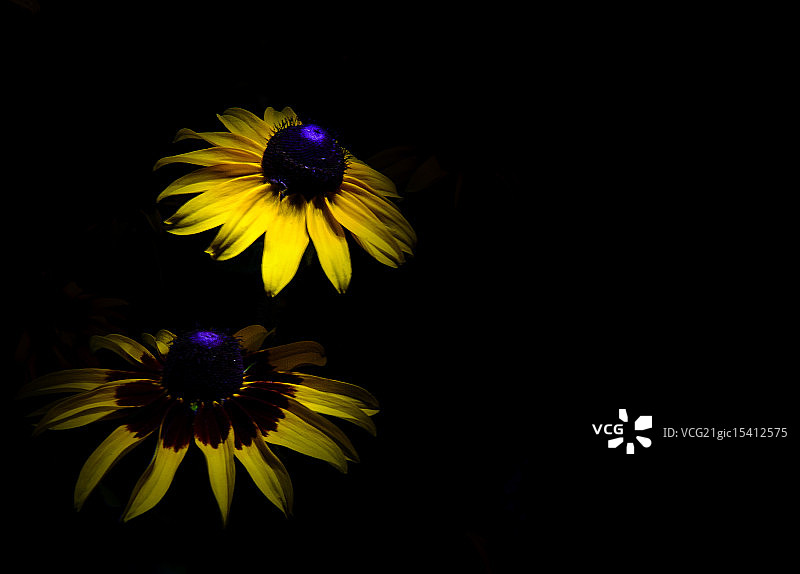 哈里花店图片素材