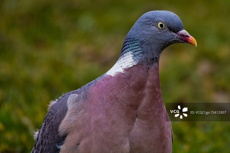 斑鸠凝视图片素材
