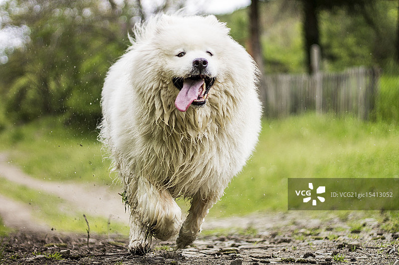 萨摩耶犬图片素材