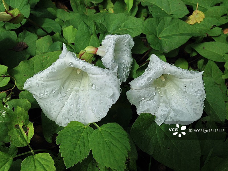 饱受风暴摧残的打碗花图片素材