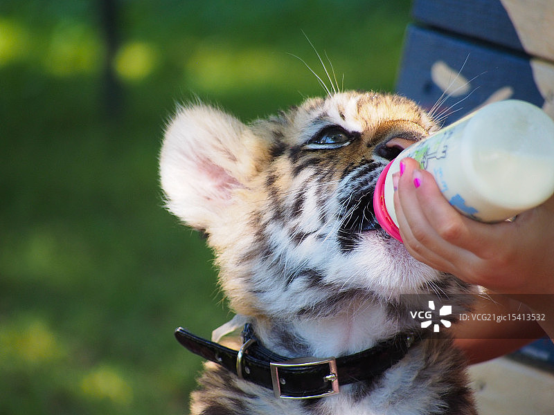 小老虎纳迪亚图片素材