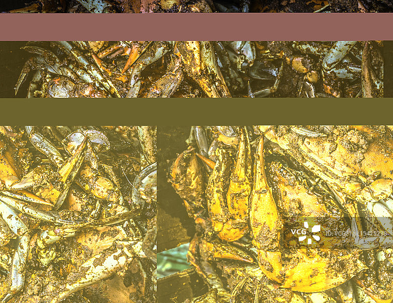 蓝色螃蟹图片素材