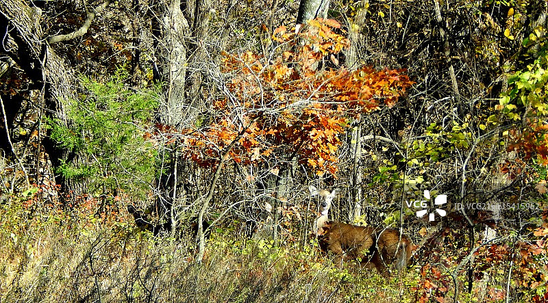 伪装专家图片素材