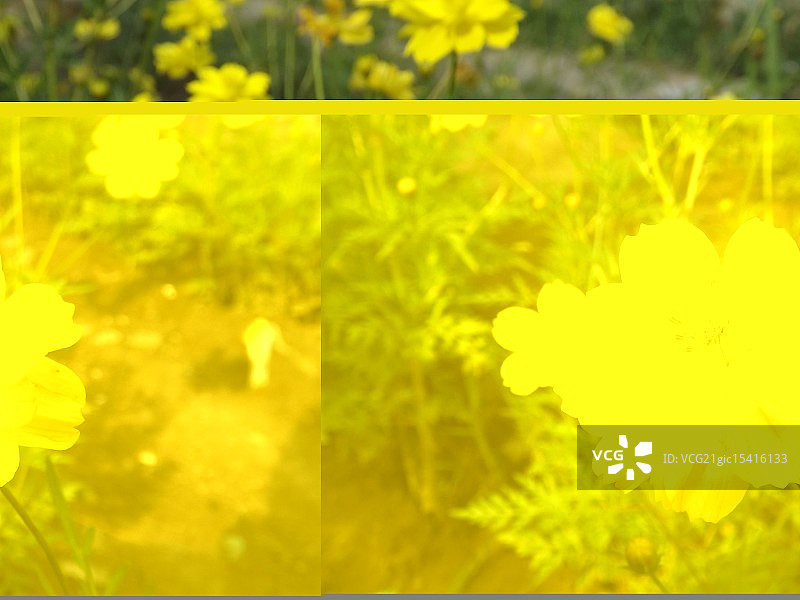 黄玫瑰图片素材