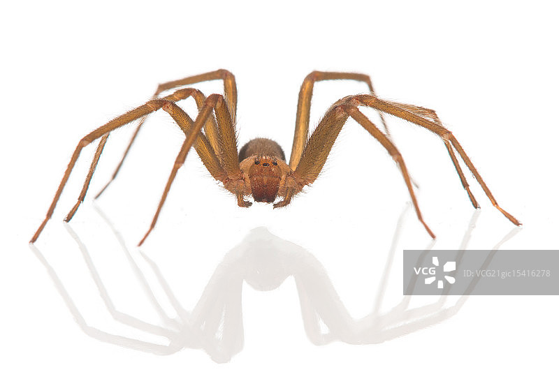 络新妇蛛图片素材