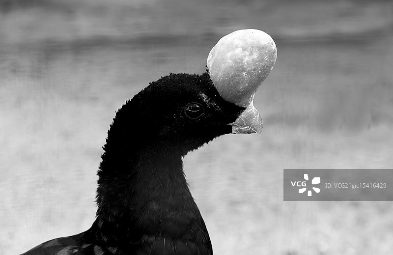 盔凤冠雉图片素材