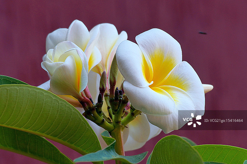 带有飞虫的鸡蛋花图片素材