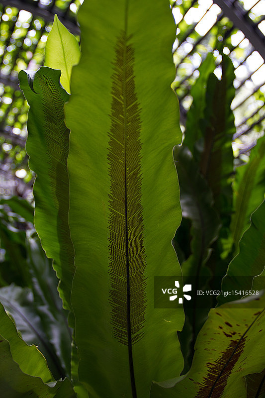 香港动植物公园图片素材