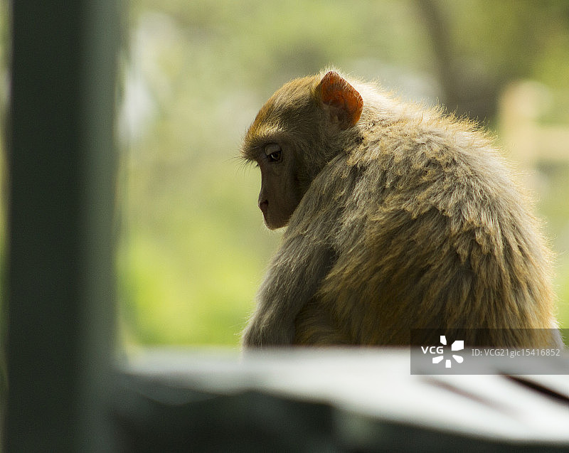 恒河猴图片素材