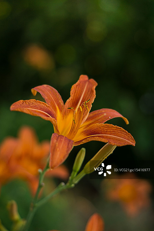 老虎百合图片素材