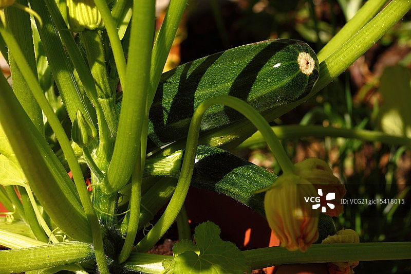 西葫芦图片素材