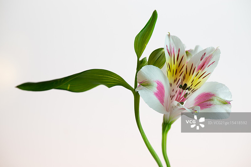 老虎百合图片素材