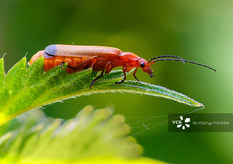 红艳天牛图片素材
