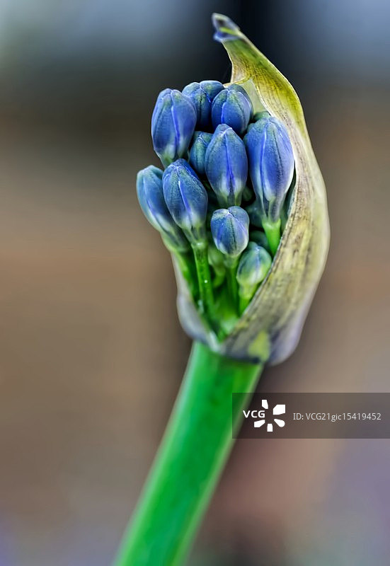 爱情花图片素材