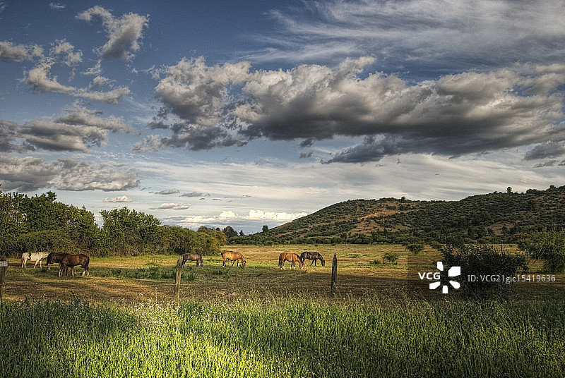 科尔查瓜图片素材