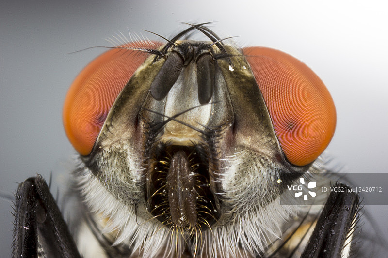 家蝇肖像图片素材