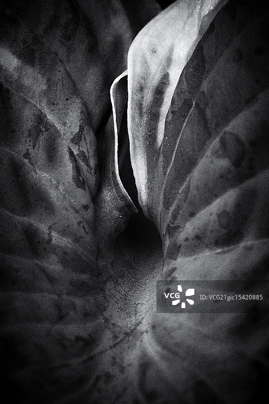 黑白风格的微距玉簪叶图片素材