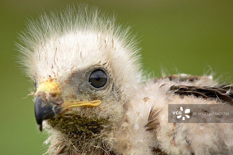 欧洲黑鹰幼鸟图片素材