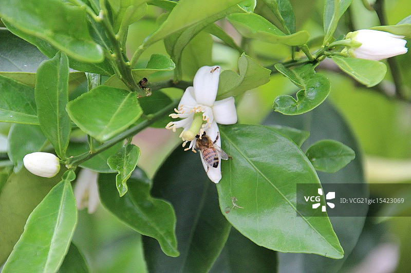 橙色花朵上的蜜蜂与蚂蚁图片素材