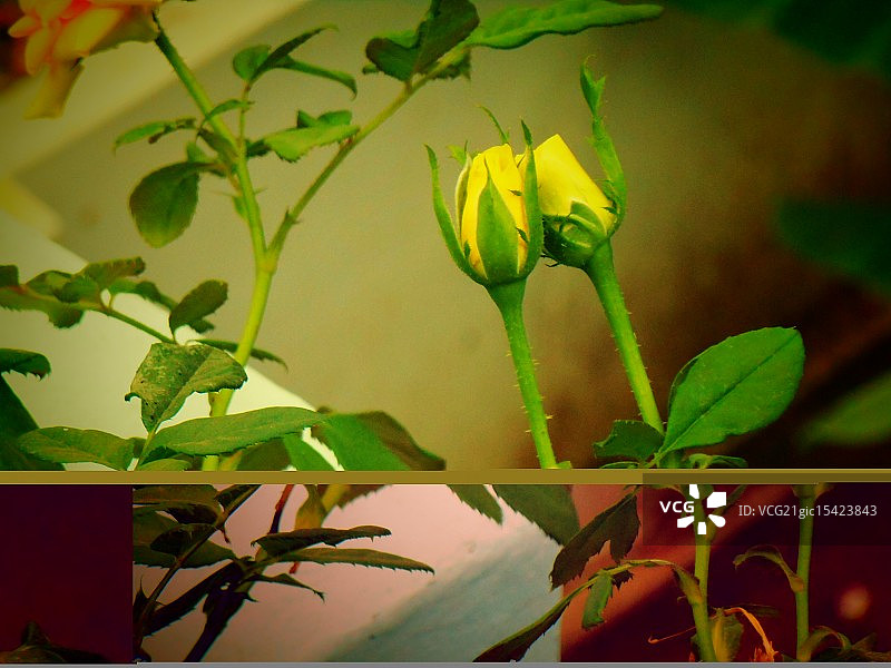 黄玫瑰图片素材