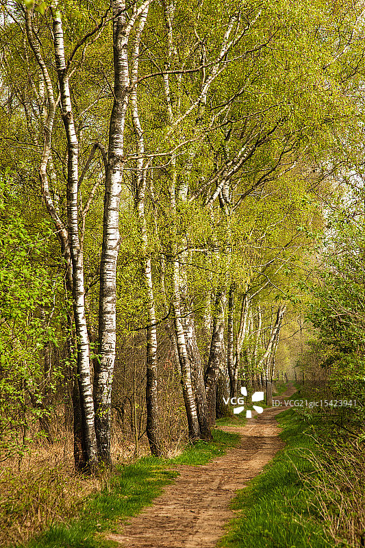 桦树沿着边界图片素材