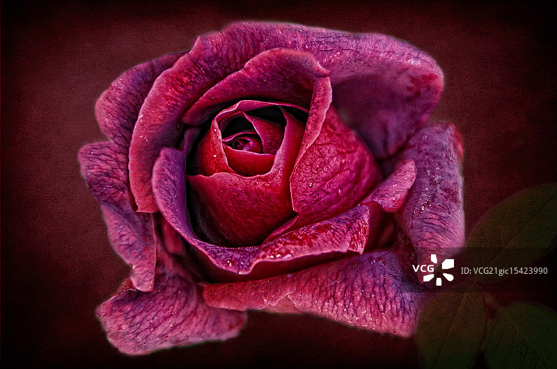 红色玫瑰：我妈妈的花园（阿尔及利亚）图片素材