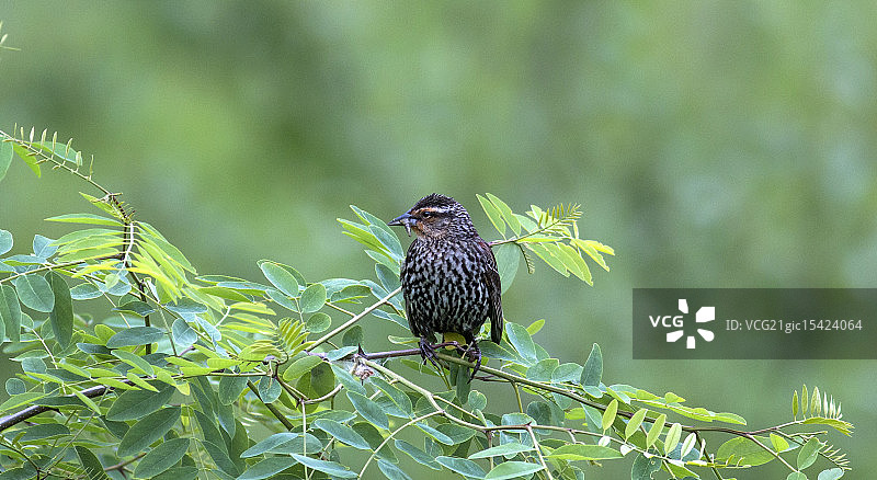 红翼黑鸟图片素材
