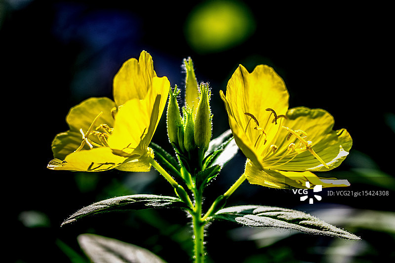 密苏里月见草图片素材