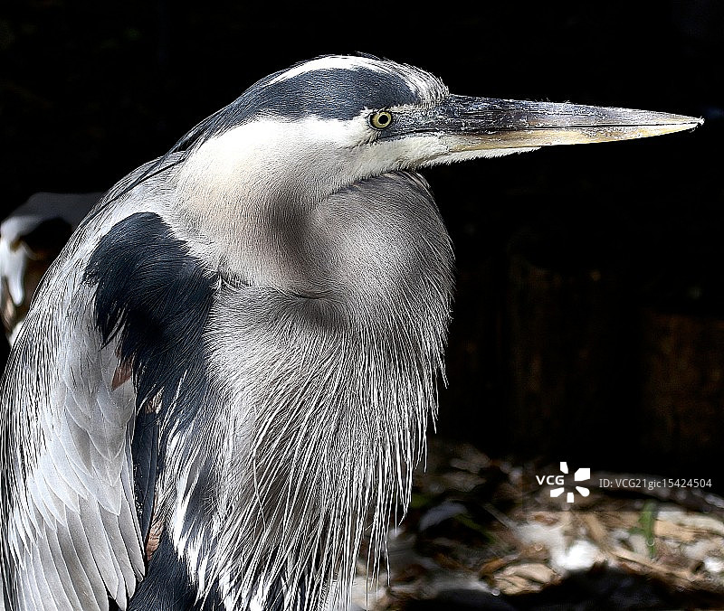 日出时分的苍鹭图片素材