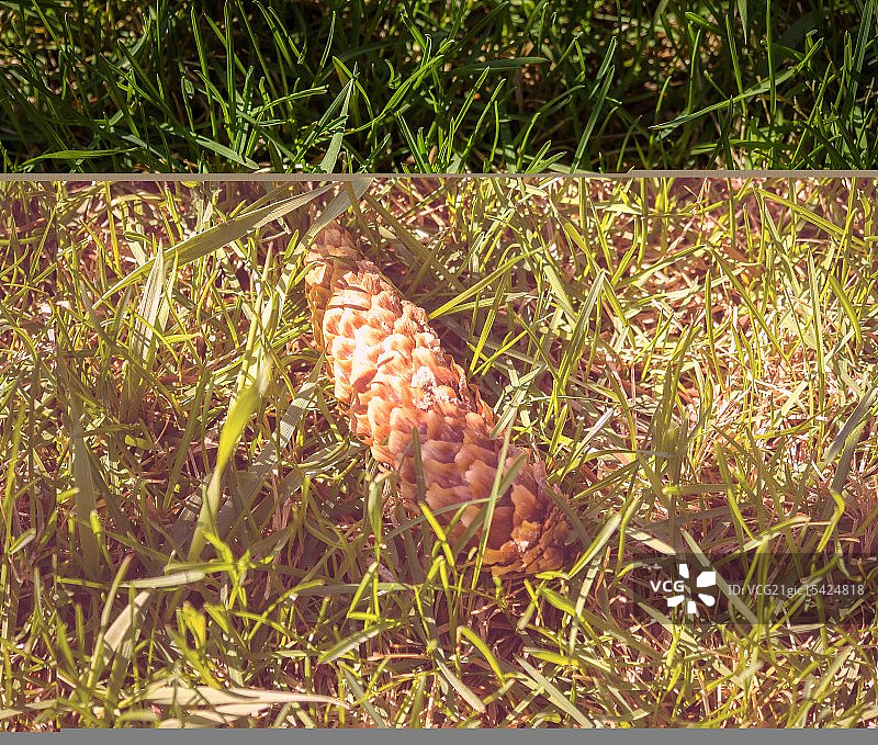 草地上的橡子图片素材