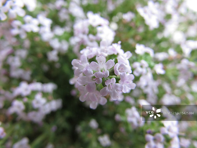 百里香图片素材