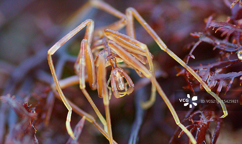金眼海蜘蛛肖像图片素材