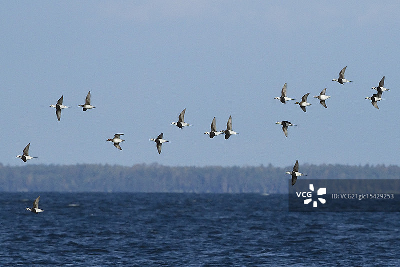 长尾鸭群图片素材