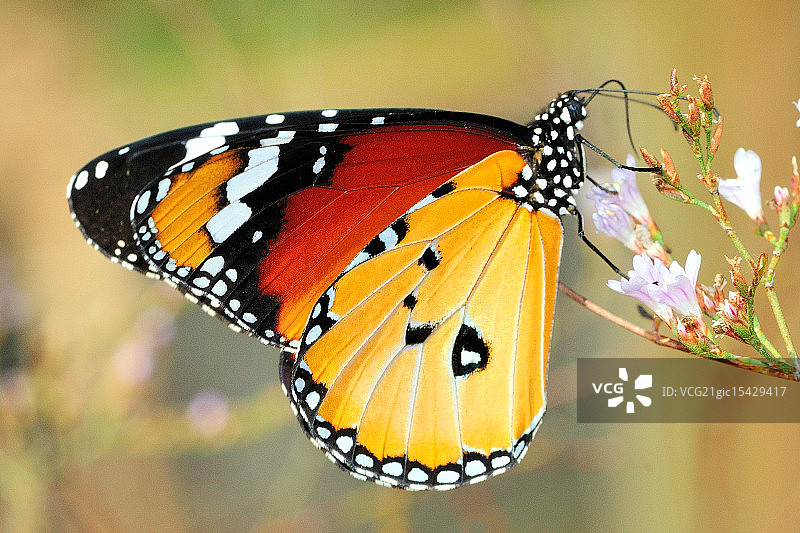 非洲君主图片素材