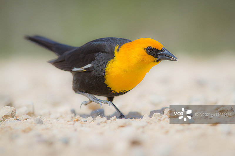 黄头黑鹂特写图片素材