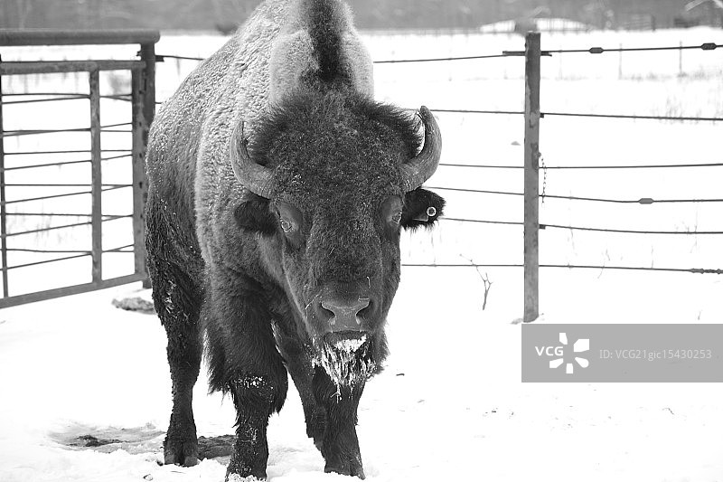 雄伟的公牛图片素材