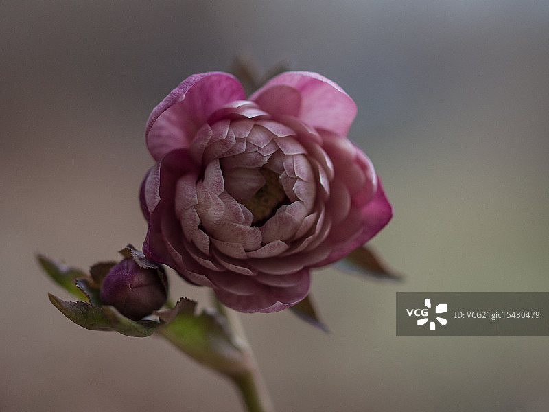 铁筷子图片素材