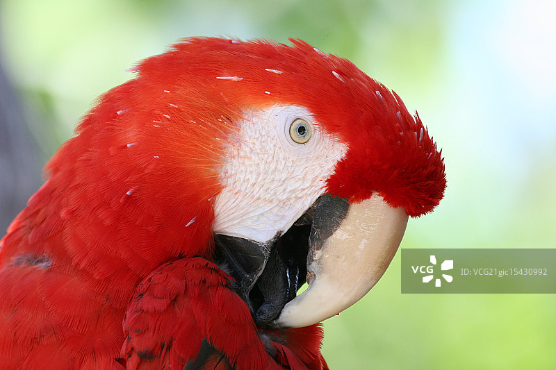 猩红金刚鹦鹉图片素材
