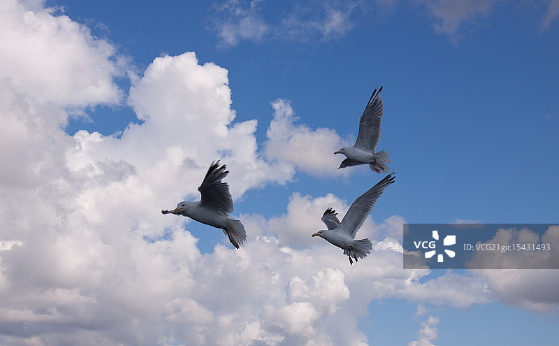 海鸥在飞图片素材